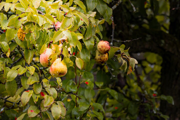  pear on a tree