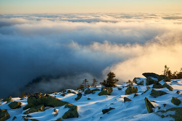 Snow-covered mountain slope at dawn, with scattered rocks and small trees adding texture to foreground. Sea of clouds below bathed in soft hues of blue and gold as sunlight gently illuminates scene.