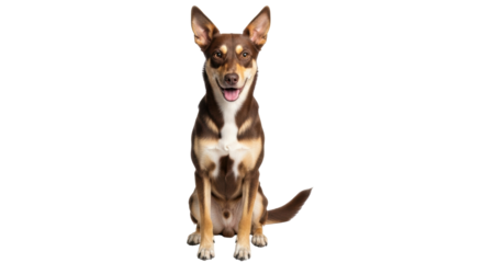 Isolated purebred Kelpie dog with brown fur sitting and looking at camera on plain set