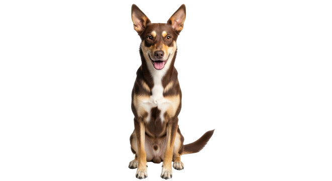 Isolated purebred Kelpie dog with brown fur sitting and looking at camera on plain set