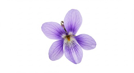 Obraz premium Delicate Purple Violet Flower Isolated on White Background.