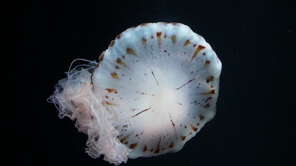 Jellyfish Elegance: The Ethereal Beauty of Jellyfish