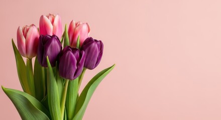 Fototapeta premium Vibrant Pink and Purple Tulips Bouquet