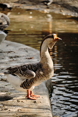 A goose stands on the pond edge, showing patterned plumage and bright orange legs.