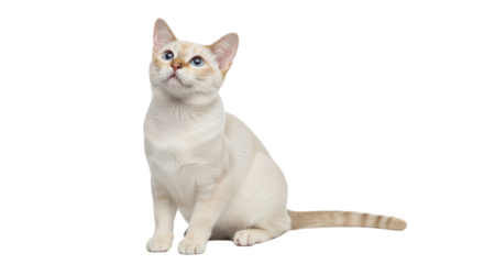 Isolated cute blue-eyed cat looking up, sitting upright, with light tan and cream fur pattern