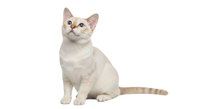 Isolated cute blue-eyed cat looking up, sitting upright, with light tan and cream fur pattern