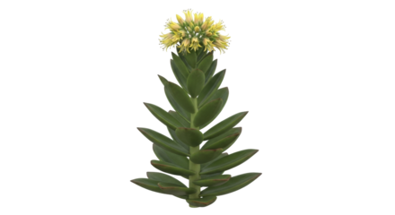 Isolated crassula capitella plant with yellow flowers in bloom, a succulent with tiny petals