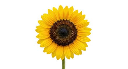 Fototapeta premium Isolated vibrant sunflower blossom, bright yellow petals, dark center, natural beauty still life