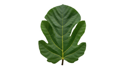 Isolated green fig leaf on blank field, vibrant color, fresh, tree foliage, nature, tropical