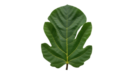 Isolated green fig leaf on blank field, vibrant color, fresh, tree foliage, nature, tropical