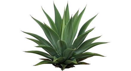 Isolated agave plant with spiky green leaves in a tropical garden ready to be planted