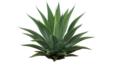 Isolated agave plant with spiky green leaves in a tropical garden ready to be planted