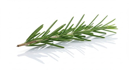 Fototapeta premium Fresh Rosemary Sprig Isolated on White Background with Reflection.