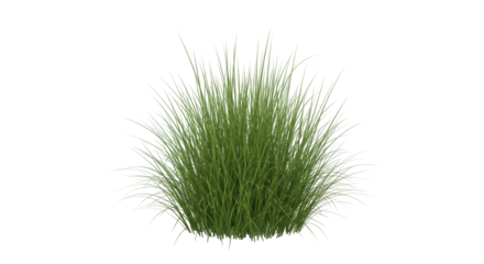 Isolated tuft of grass, grassy clump for landscape architecture or garden design mockups