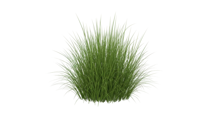 Isolated tuft of grass, grassy clump for landscape architecture or garden design mockups