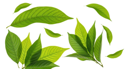 Isolated fresh green leaf set, nature element, tropical foliage, botany, natural decor