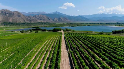 A dramatic aerial shot of a vineyard in the Uco Valley, Argentina