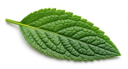 A single vibrant green mint leaf with detailed texture and serrated edges isolated on a white background.