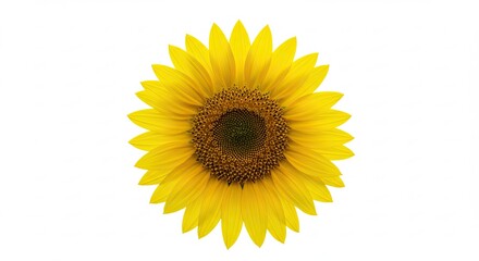 Fototapeta premium A Vibrant Yellow Sunflower Isolated on a Clean White Background.