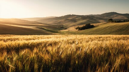 Golden Wheat Field Under Tuscan Sun - Rolling Hills Landscape at Sunset.