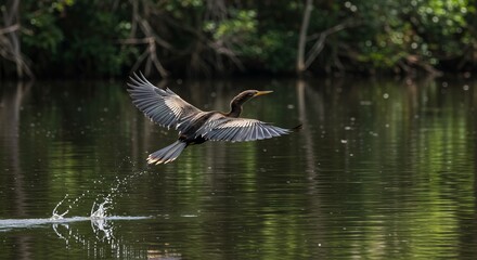 Wild anhinga bird drying wings by the water, also called snakebird, perfect for wetland, wildlife, and aquatic nature themes.