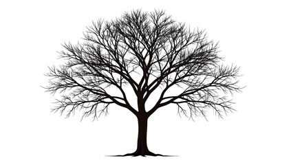 Silhouette of a bare winter tree