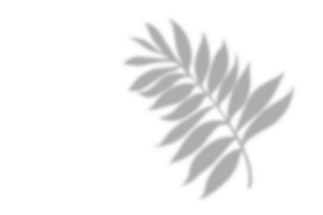 Plant leaf shadow and white background
