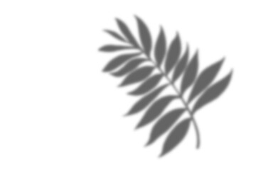 Plant leaf shadow and white background