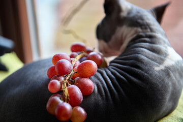 Hairless cat resting on windowsill with grapes