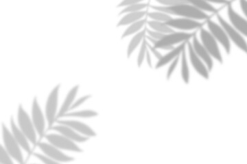 Plant leaf shadow and white background