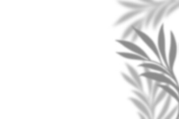 Plant leaf shadow and white background
