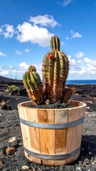 Cactus in wooden pot, sunny day
