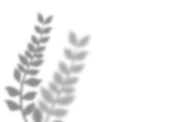 Plant leaf shadow and white background