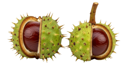 Isolated Chestnut fruits half open spiky shell seeds autumn brown texture nature food seasonal