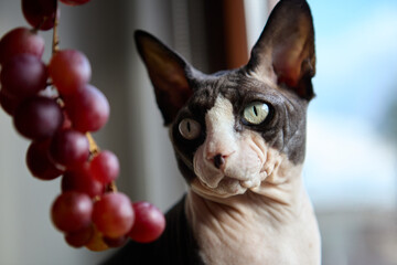 Sphynx cat portrait with grapes side view