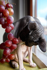 Hairless sphynx cat standing by grapes near window