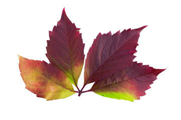 Colorful autumn leaves showcasing vibrant hues of red and yellow