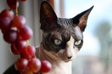 Close portrait sphynx cat beside red grapes