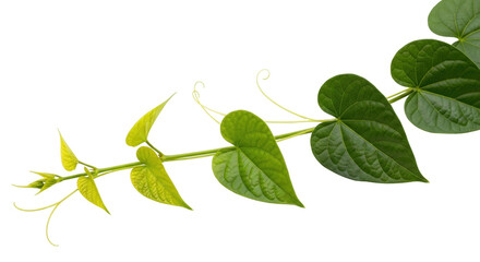 Isolated Tropical Plant Vine with Heart-Shaped Green Leaves, Sprouts, and Tendrils Twining