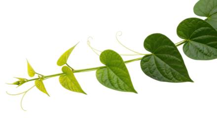 Isolated Tropical Plant Vine with Heart-Shaped Green Leaves, Sprouts, and Tendrils Twining