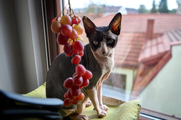 Sphynx kitten standing near grapes on windowsill