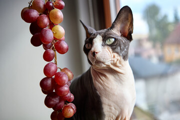 Canadian sphynx cat beside grapes indoors