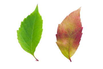 Bright green and changing autumn leaves on a white background