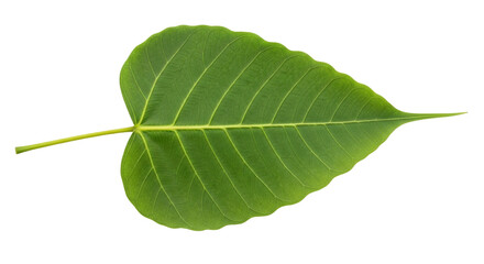 Isolated bodhi leaf of ficus religiosa; also known as pipal leaf, on a seamless background