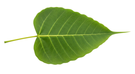 Isolated bodhi leaf of ficus religiosa; also known as pipal leaf, on a seamless background