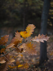 Dry oak leaves in autumn forest, selective focus.