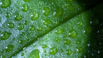 green leaf with water drops