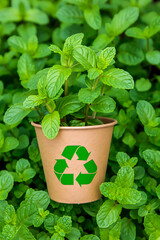 Aromatic mint plant growing in a recycled paper pot on a bed of fresh green mint leaves outdoors
