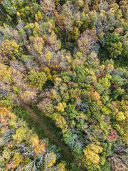 Cinematic drone shot of trees with luscious fall foliage. Perfect for themes of weather, atmosphere, climate, inspiration, and dramatic nature background. Vertical view perfect for mobile devices