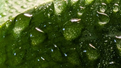 water drops on green leaf